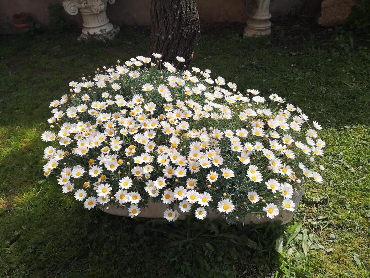 Zia Chiarina Bed & Breakfast San Nicolo Gerrei Exterior foto